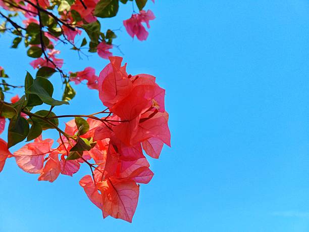 Bougainvillea flower plant