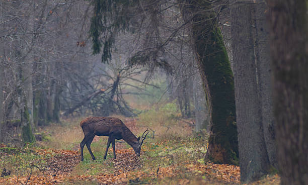 istock Red deer (Cervus elaphus) male in autumn 2233945793