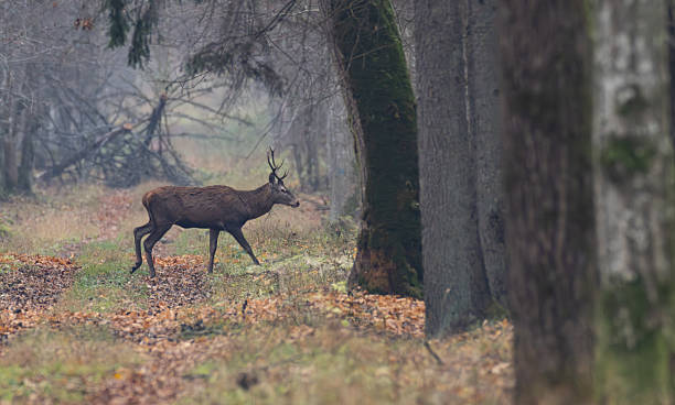 istock Red deer (Cervus elaphus) male in autumn 2233945806
