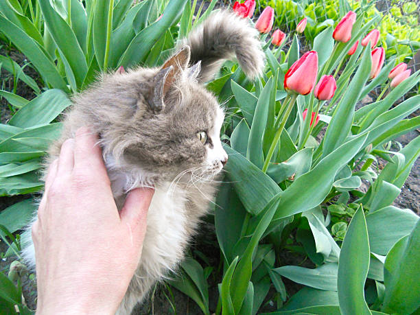 Grey furry cat among spring-blooming tulips.