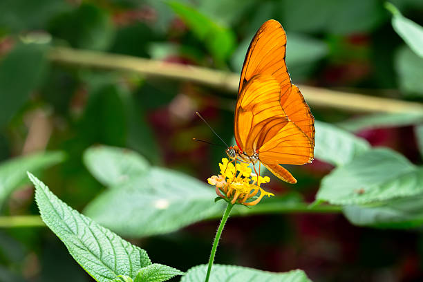 istock Dryas Iulia / Julia butterfly 2233950874