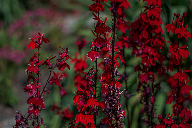 Vibrant red tubular flowers bloom in clusters against a soft, blurred green and pink background.