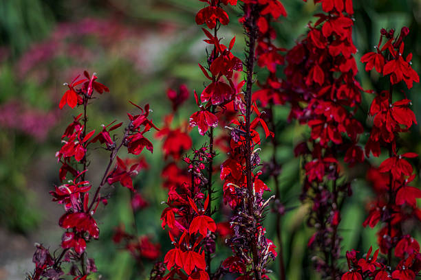 Scarlet red cardinal flowers bloom in tall clusters, their vivid tubular petals standing out against lush green leaves and a softly blurred garden backdrop.