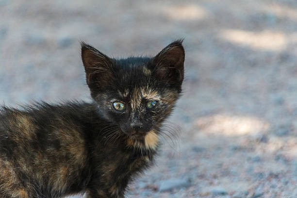 A close-up of a cute little kitten near the Burana tower in northern Kygyzstan.