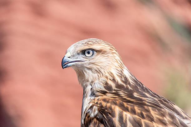 Portrait of an eagle in the zoo.