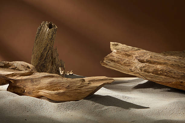istock Natural driftwood arranged on sand with soft shadow play, creating an earthy, minimal scene for traditional medicine photography. Brown background and copy space 2233952920