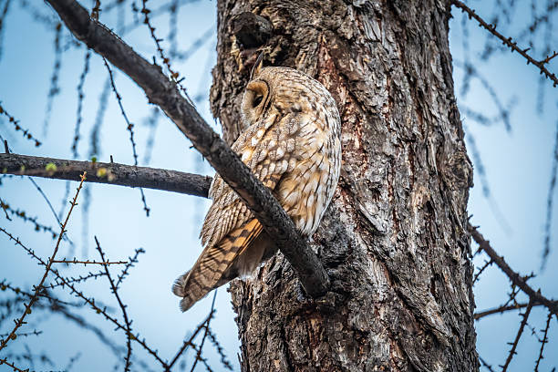 istock Long-eared owl (Asio otus), looking forward with wide opened eyes 2233953056