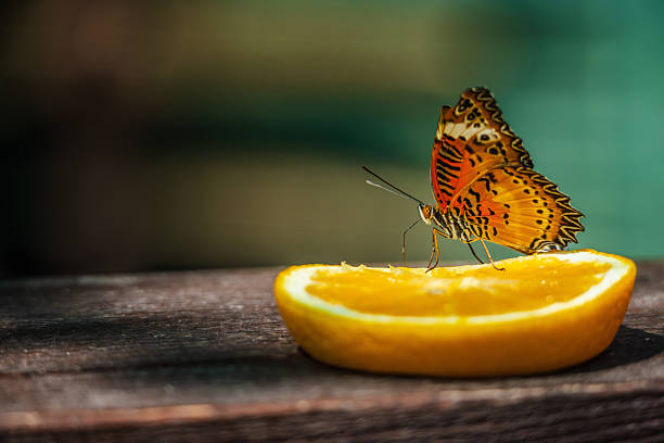 Vibrant orange butterfly with black and white patterns feeds on a juicy orange slice placed on a wooden surface in natural sunlight. High quality photo