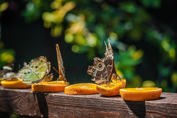 Several butterflies, including owl butterflies with eye-like wing patterns, feeding on fresh orange slices arranged on a wooden surface in sunlight. High quality photo