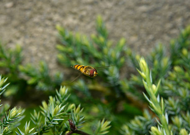 A front view of a Marmalade hoverfly flying towards the camera. Well focussed against a background of Juniper and the garden wall.