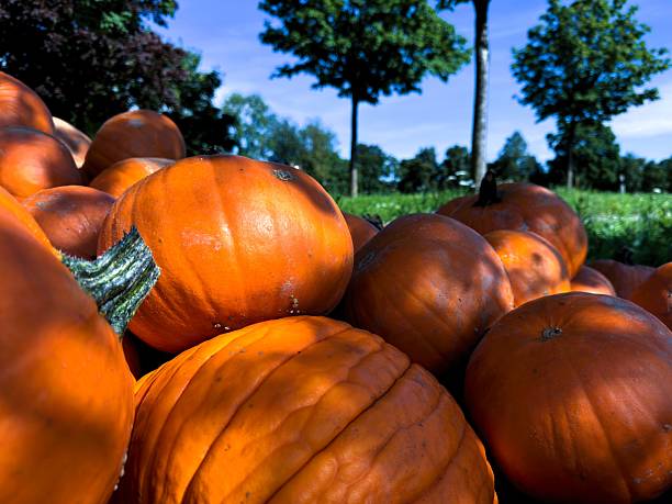 Wooden crate filled with large pumpkins. Pumpkins are stacked closely together, and the sunlight highlights their smooth, round surfaces, making it an interesting depiction of harvest or market scene