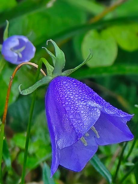 A close-up of a vibrant blue Carpathian bellflower covered with tiny Dew drops set against a softly blurred green background. The natural macro shot highlights the delicate beauty of the wild mountain flora.