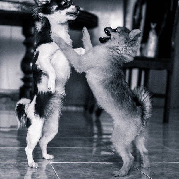 A Toy Fox Terrier dog playing with his owner