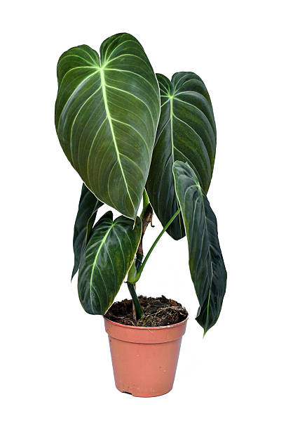 istock Tropical 'Philodendron Melanochrysum' houseplant 2233959959
