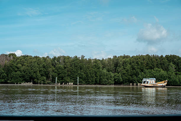 istock A solitary boat moored beside a lush mangrove forest. 2233959982