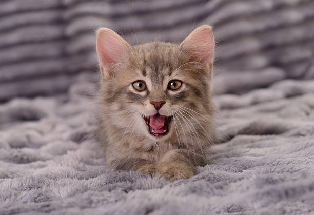 Cat relaxing on bed at home in the morning