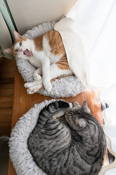 istock Two cute cats relaxing by the window 2233961852