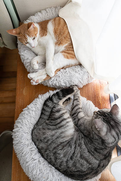 istock Two cute cats relaxing by the window 2233961916