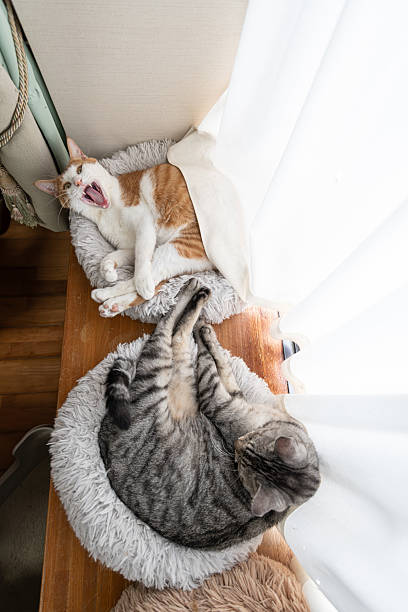 istock Two cute cats relaxing by the window 2233961943