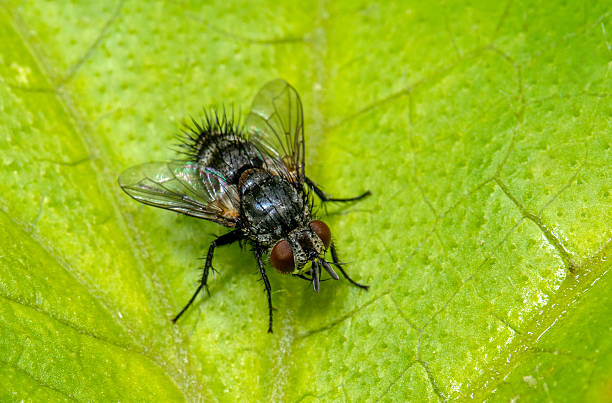 Detailed macro photograph capturing a dark housefly sitting on a vibrant green leaf background. Showcases intricate details of the insect and the intricate leaf patterns.