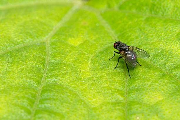 Detailed macro photograph capturing a dark housefly sitting on a vibrant green leaf background. Showcases intricate details of the insect and the intricate leaf patterns.