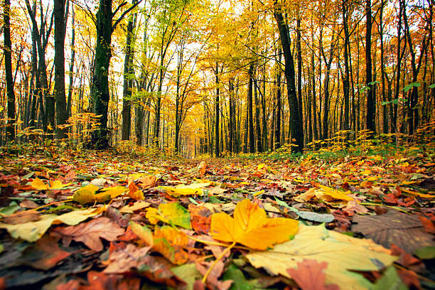 Golden autumnal forest with sunbeams