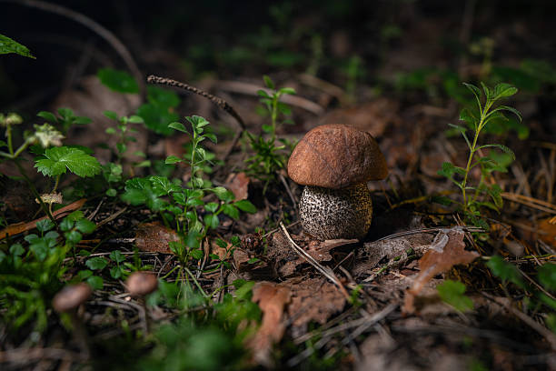 A detailed view of a mushroom surrounded by natural greenery, showcasing earthy tones and textures in a forest setting.