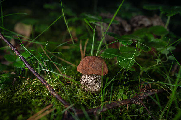 Boletus edulis or cep penny bun porcino or king bolete. Mushroom porcino or cep in it's natural habitat.
