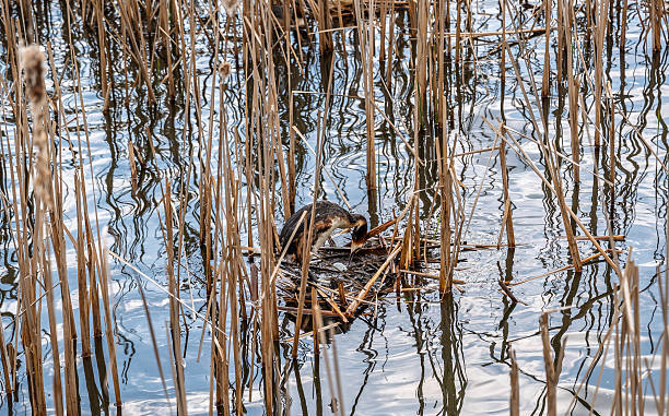 istock Great Crested Grebe, Podiceps cristatus, water bird sitting on the nest, nesting time on the green lake 2233964632