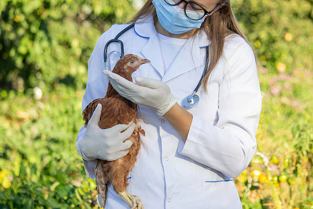 istock Veterinarian Examining Chicken Outdoors. Selective focus. 2233964997
