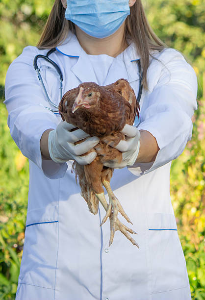 istock Veterinarian Examining Chicken Outdoors. Selective focus. 2233964999