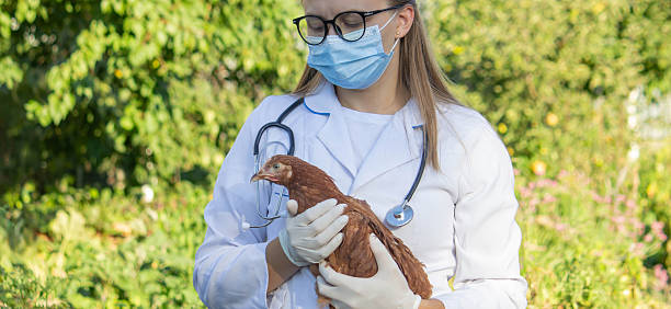 istock Veterinarian Examining Chicken Outdoors. Selective focus. 2233965006