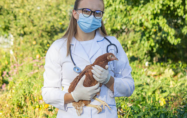istock Veterinarian Examining Chicken Outdoors. Selective focus. 2233965009