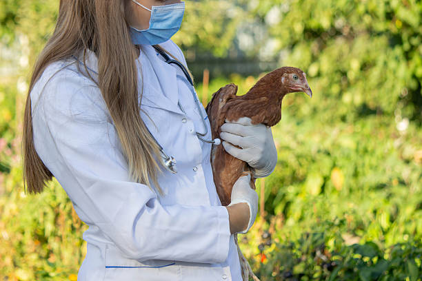 istock Veterinarian Examining Chicken Outdoors. Selective focus. 2233965010