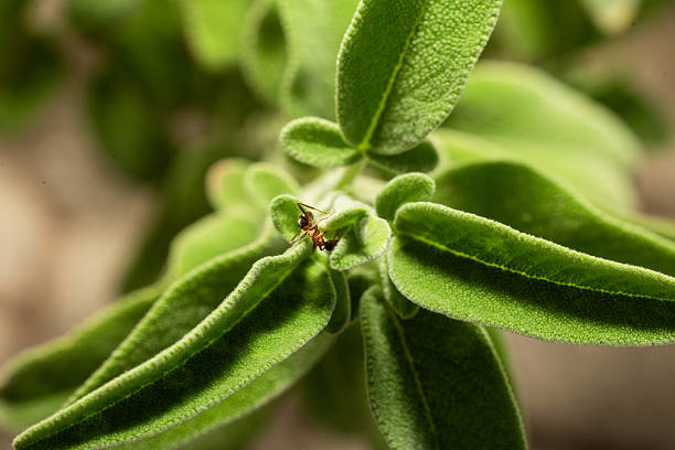 Hidden Macro Details of Leaves and Small Creatures