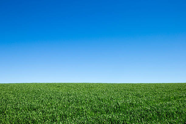 istock field of green grass and sky 2233969042