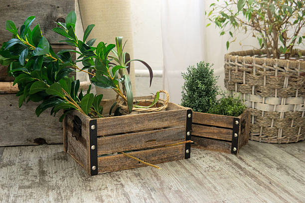 istock Biophilic interior design featuring green plants in rustic wooden crates and wicker basket arrangement indoors on floor for home decoration. 2233969997