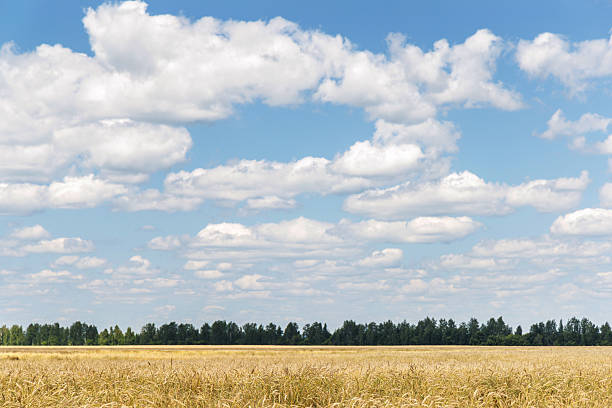 almost abstract picture of golden cornfield and blue sky with white clouds