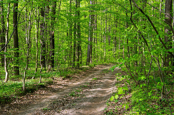 istock Forest trees. Nature green wood sunlight backgrounds 2233971639