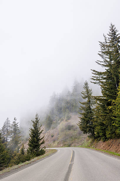 istock Road winding through Olympic National Park surrounded by tall, dense forest 2233972389