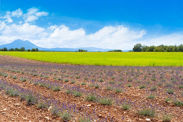 Wide view of young lavender fields with Alps mountains and summer sky in Provence France countryside