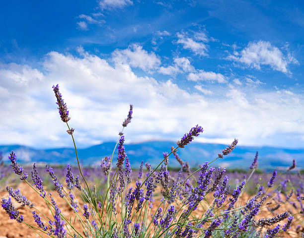 Young lavender fields blooming in Provence France with rural countryside under blue summer sky