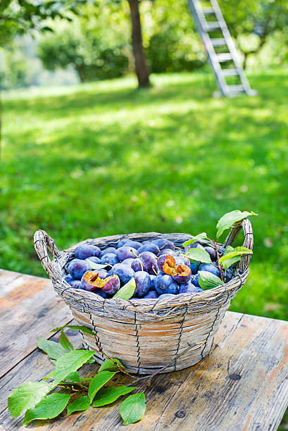 fresh plums very close