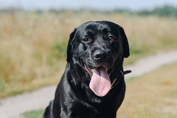 istock black Labrador sits on footpath in field in summer 2233975073