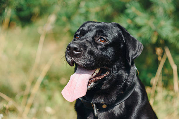 istock black Labrador sits in forest in summer 2233975105