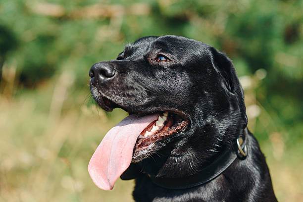 istock black Labrador sits in forest in summer 2233976035