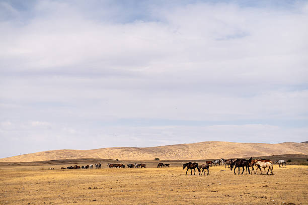 istock Horses roaming the Kazakhstan steppe 2233976315