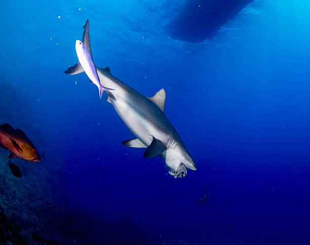 istock Blacktip Reef Shark Carcharhinus melanopterus Feeding Beneath Boat, Coral Sea, Great Barrier Reef, Queensland 2233977310