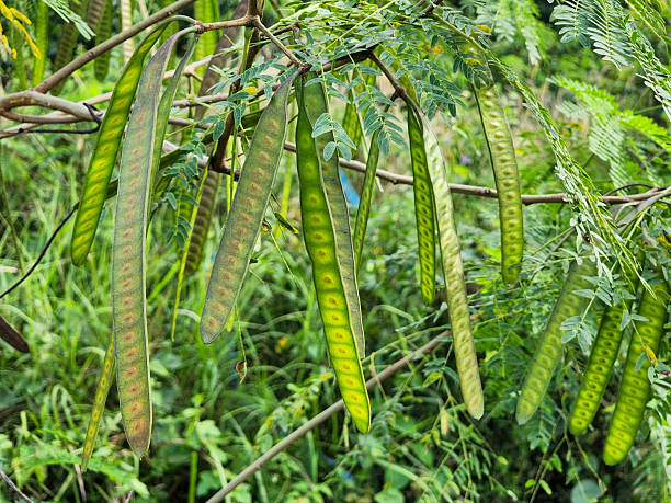 istock Green Seed Pods Hanging on a Branch 2233977664