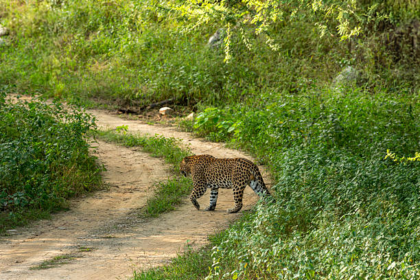 istock wild male leopard or panthera pardus on territtory stroll walking crossing forest track during monsoon season safari in natural scenic green background kanha national park reserve madhya pradesh india 2233977785
